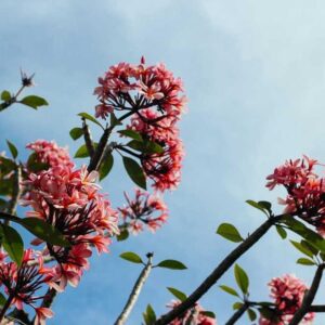 Everyday Tank Top (S)